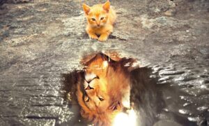 Un chaton contemple son reflet dans une flaque et y voit la tête d'un lion : symbole du regard que nous nous portons
