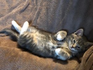 Mon petit chaton leo, allongé sur le dos qui participe à l'enregistrement du cours de yoga