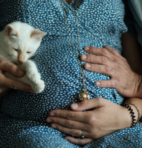 Le ventre d'une femme enceinte avec la main de son mari et également les pattes d'un petit chat blanc symbolisant le foyer