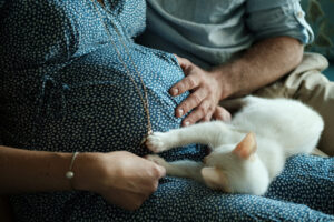 Le ventre d'une femme enceinte avec la main de son mari et également les pattes d'un petit chat blanc symbolisant le foyer